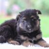 Image of Cooper, a German Shepherd puppy