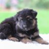 Image of Cooper, a German Shepherd puppy
