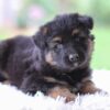 Image of Cooper, a German Shepherd puppy