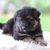 Image of Cooper, a German Shepherd puppy
