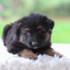Image of Cooper, a German Shepherd puppy
