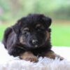 Image of Cooper, a German Shepherd puppy