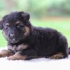 Image of Cooper, a German Shepherd puppy