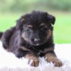 Image of Cooper, a German Shepherd puppy