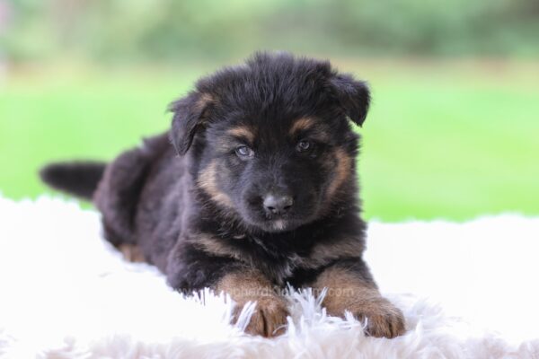 Image of Cooper, a German Shepherd puppy