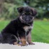 Image of Callie, a German Shepherd puppy