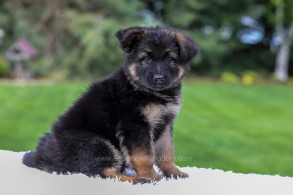 Image of Callie, a German Shepherd puppy