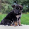 Image of Callie, a German Shepherd puppy