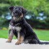 Image of Callie, a German Shepherd puppy