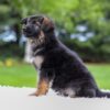 Image of Callie, a German Shepherd puppy