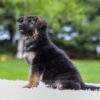 Image of Callie, a German Shepherd puppy