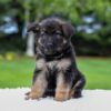 Image of Callie, a German Shepherd puppy