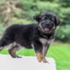 Image of Callie, a German Shepherd puppy