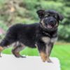 Image of Callie, a German Shepherd puppy