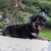 Image of Callie, a German Shepherd puppy