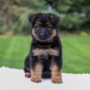 Image of Chloe, a German Shepherd puppy