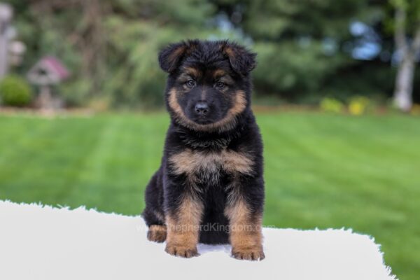 Image of Chloe, a German Shepherd puppy