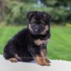 Image of Chloe, a German Shepherd puppy