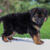 Image of Chloe, a German Shepherd puppy