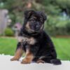 Image of Chloe, a German Shepherd puppy