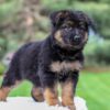 Image of Chloe, a German Shepherd puppy