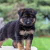 Image of Chloe, a German Shepherd puppy
