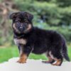 Image of Chloe, a German Shepherd puppy
