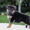 Image of Daisy, a German Shepherd puppy