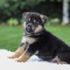 Image of Daisy, a German Shepherd puppy