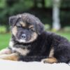 Image of Dallas, a German Shepherd puppy