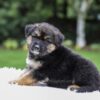 Image of Dallas, a German Shepherd puppy