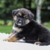 Image of Dallas, a German Shepherd puppy