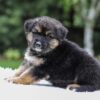 Image of Dallas, a German Shepherd puppy