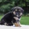 Image of Dallas, a German Shepherd puppy