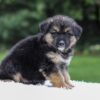 Image of Dallas, a German Shepherd puppy