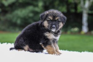 Image of Dallas, a German Shepherd puppy