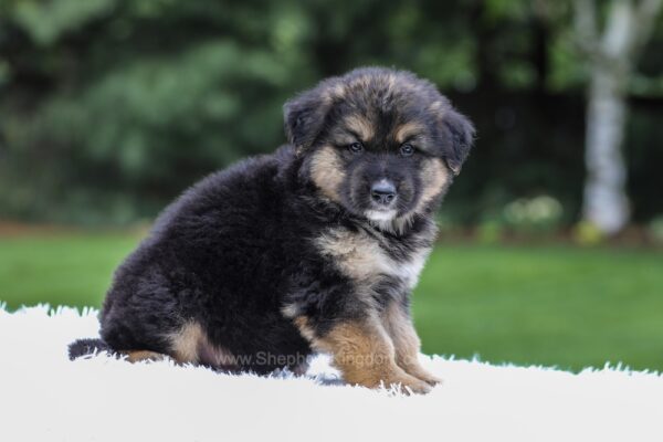 Image of Dallas, a German Shepherd puppy