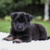 Image of Damaris, a German Shepherd puppy