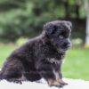 Image of Damaris, a German Shepherd puppy
