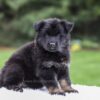Image of Damaris, a German Shepherd puppy