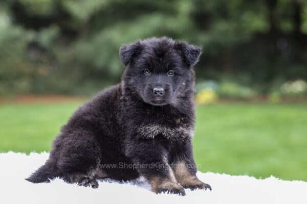 Image of Damaris, a German Shepherd puppy