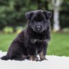 Image of Damaris, a German Shepherd puppy