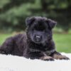 Image of Damaris, a German Shepherd puppy