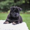 Image of Damaris, a German Shepherd puppy