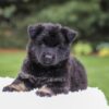 Image of Damaris, a German Shepherd puppy