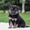 Image of Daria, a German Shepherd puppy