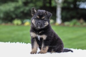 Image of Daria, a German Shepherd puppy