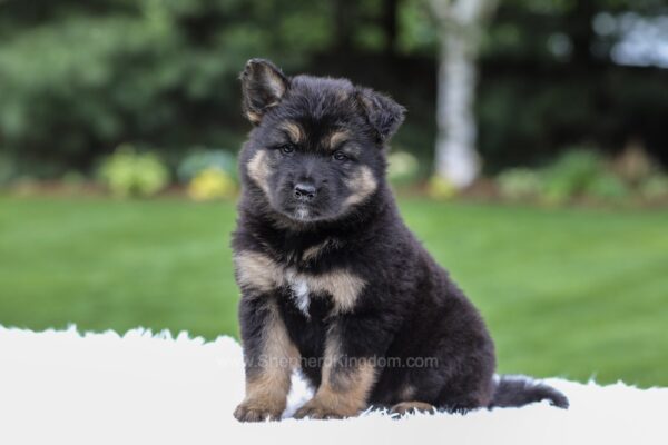 Image of Daria, a German Shepherd puppy