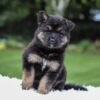 Image of Daria, a German Shepherd puppy
