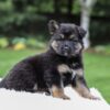 Image of Daria, a German Shepherd puppy